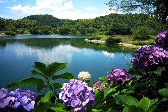 あじさいが咲く大塩湖