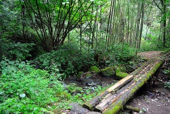 場内と探検できるコースがあります