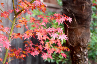 境内には様々な木々が植えられている