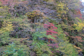 岩山を彩る鮮やかな紅葉