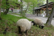 ヒツジとヤギは子供たちのと相性抜群！