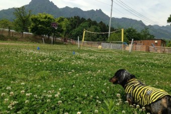 妙義山を望むドッグラン。