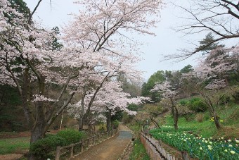 見ごろ（例年）は、4月上旬