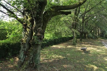 太くて立派な桜の木がたくさん