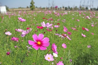 公園わきのコスモス畑（10月10日）