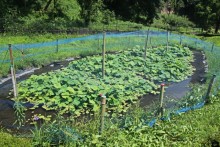 蓮池には大きな鯉もいます