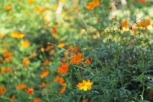 公園西側に咲く花