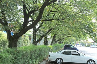 春には駐車場の桜もきれい