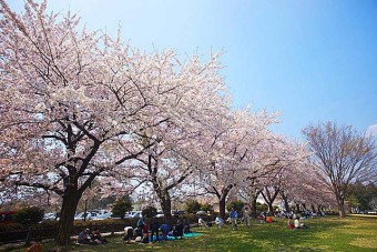 見ごろ（例年）は、4月上旬～中旬