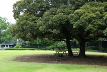 大きな木の下のベンチ