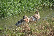 波志江下沼の野鳥（撮影11月）
