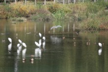 四季を通して多くの野鳥がおとずれる