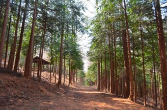 森の中の遊歩道