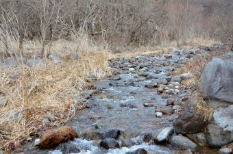 森林の中に流れる小川