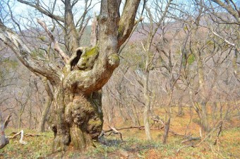 歴史を感じる大木