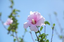 コミュニティーガーデン（花壇）