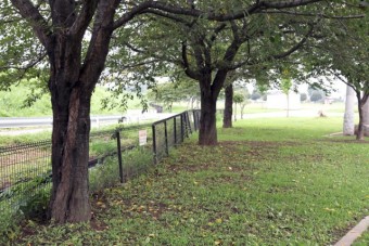 桜の木も数本