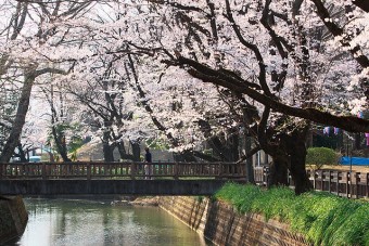 城之内公園の桜