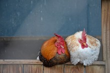 園内で飼育されている鶏