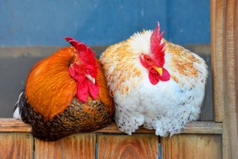 園内には鶏が飼育されている