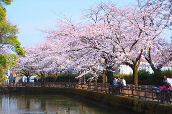 城之内公園の桜