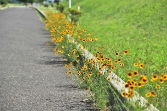 遊歩道に咲く花