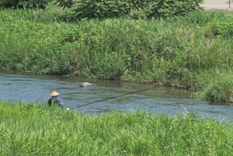 公園わき烏川にて鮎釣り