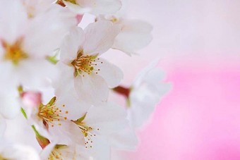｢華蔵寺公園｣は、桜の満開期には花まつり開催