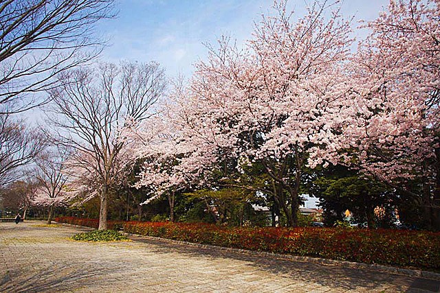 華蔵寺公園 施設案内 花見情報