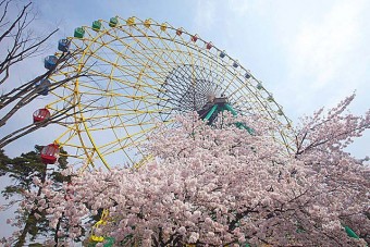 見ごろ（例年）は、3月下旬～4月上旬