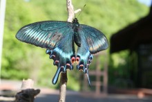 ミヤマカラスアゲハ成虫（夏）