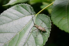 キボシカマキリ（夏）