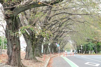 公園南側の桜並木