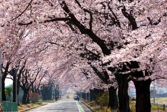 桜のトンネル