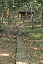 野鳥の森