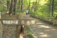 野鳥の森散策路