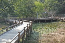 湿生植物園