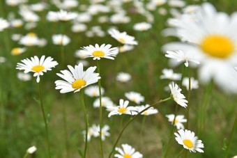 季節の野花が咲く