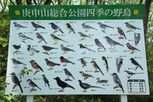 野鳥もたくさん