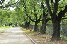 水路沿いの桜並木