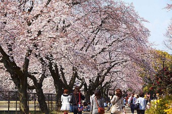 見ごろ（例年）は、3月下旬～4月上旬