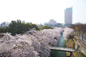 ｢前橋公園｣は、ライトアアップがされ夜桜も楽しめる