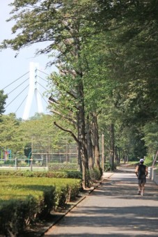 公園周囲は1周約800mのジョギングコース