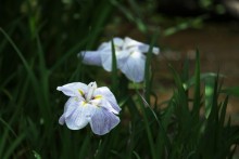 園内小川の縁に咲くアヤメ