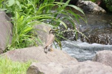 水辺には野鳥も