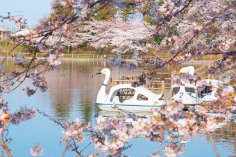 見ごろ（例年）は、4月上旬