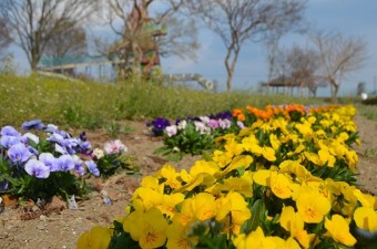 花壇に咲く花々