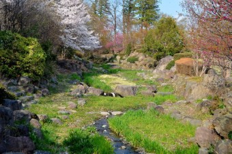 水辺に咲く草花