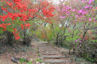 つつじに囲まれた遊歩道