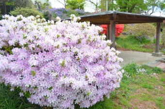 約800本のつつじが広がる宮崎公園